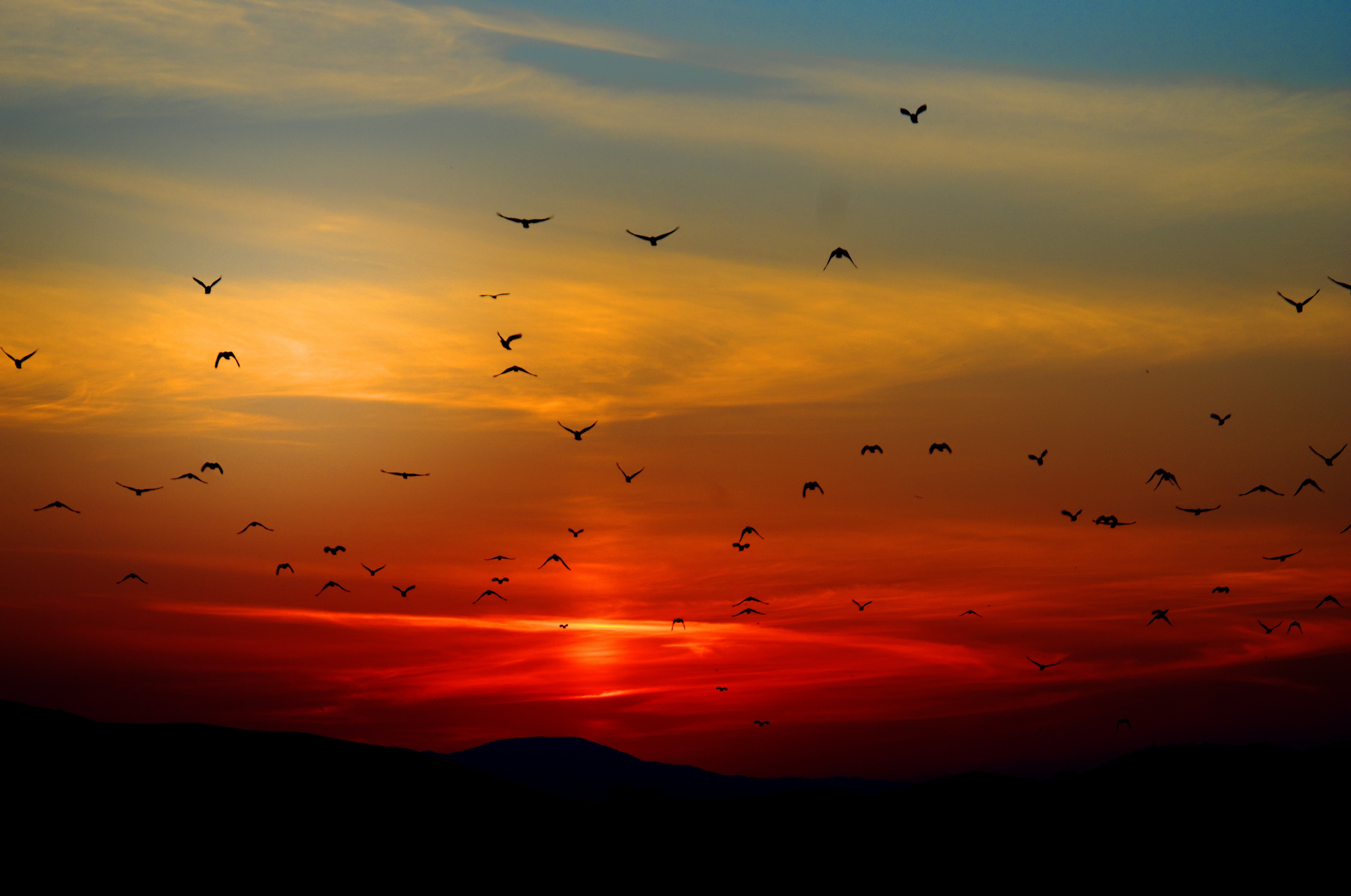 flock-of-birds-flying-above-the-mountain-during-sunset-70577.jpg - 1,53 MB