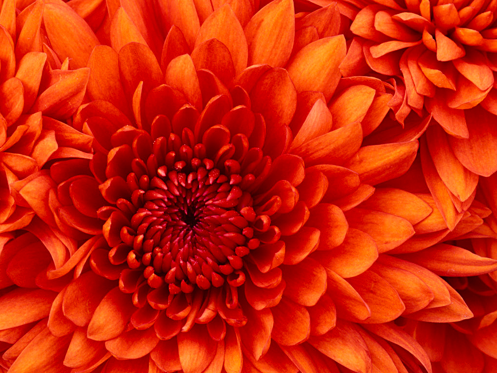Chrysanthemum.jpg - 858,78 kB
