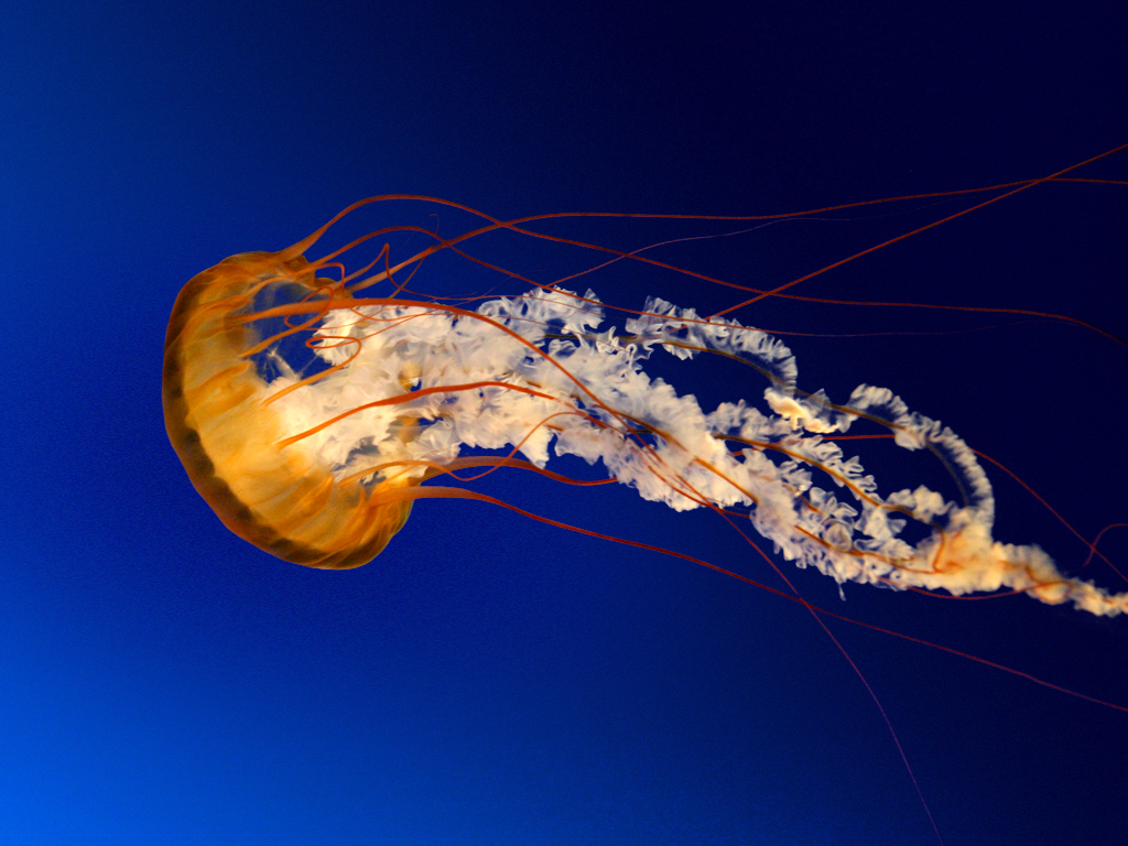 Jellyfish.jpg - 757,52 kB