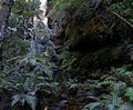 120px_rainforest_bluemountainsnsw.jpg - 4,50 kB